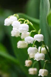 photo,material,free,landscape,picture,stock photo,Creative Commons,A lily of the valley, White, lily of the valley, lily of the valley, lily of the valley