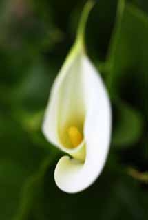 photo,material,free,landscape,picture,stock photo,Creative Commons,A color, White, color, calla, calla