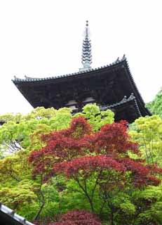 photo, la matire, libre, amnage, dcrivez, photo de la rserve,Trois plis de tours de temple Taima, Feuilles colores, Btiment japonais, tour triple, Architecture du Bouddhisme