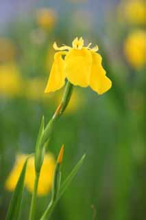 photo,material,free,landscape,picture,stock photo,Creative Commons,Iris pseudoacorus , sweet flag, An iris, An iris, Yellow