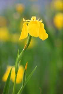 foto,tela,gratis,paisaje,fotografa,idea,Iris pseudoacorus, Bandera melodiosa, Un lirio, , Pngase amarillo