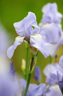 photo,material,free,landscape,picture,stock photo,Creative Commons,A German iris, An iris, , I am luxurious, Purple