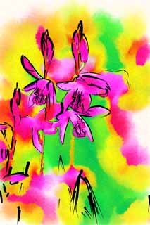 illust, material, livram, paisagem, quadro, pintura, lpis de cor, creiom, puxando,Um bletilla, Uma orqudea, bletilla, Disseminao de Germfree, Roxo