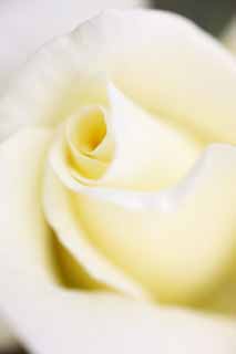 photo,material,free,landscape,picture,stock photo,Creative Commons,The center of a flower of the white rose, rose, rose, rose, I am pretty