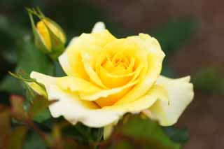 photo,material,free,landscape,picture,stock photo,Creative Commons,A yellow rose, rose, rose, rose, I am pretty