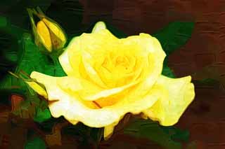 illustration,material,free,landscape,picture,painting,color pencil,crayon,drawing,A yellow rose, rose, , , I am pretty