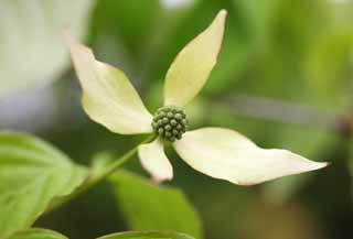 Foto, materiell, befreit, Landschaft, Bild, hat Foto auf Lager,Ein dogwood, Bltenblatt, , Baum, Mizuki