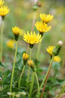 fotografia, material, livra, ajardine, imagine, proveja fotografia,Um dente-de-leo, dente-de-leo, , Dan Delaware on, dente-de-leo de snakeroot de coltsfoot