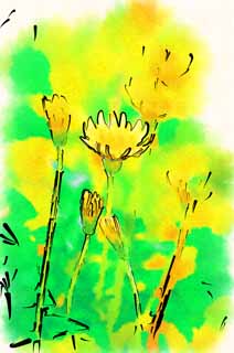 illustration,material,free,landscape,picture,painting,color pencil,crayon,drawing,A dandelion, dandelion, , Dan Delaware ion, coltsfoot snakeroot dandelion