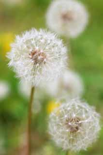 photo,material,free,landscape,picture,stock photo,Creative Commons,The cotton wool of the dandelion, dandelion, , Dan Delaware ion, coltsfoot snakeroot dandelion