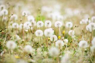 photo,material,free,landscape,picture,stock photo,Creative Commons,The cotton wool of the dandelion, dandelion, dandelion, Dan Delaware ion, coltsfoot snakeroot dandelion