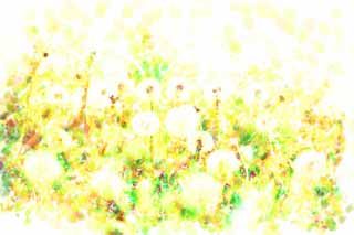 illustration,material,free,landscape,picture,painting,color pencil,crayon,drawing,The cotton wool of the dandelion, dandelion, , Dan Delaware ion, coltsfoot snakeroot dandelion