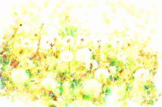 illust,tela,gratis,paisaje,fotografa,idea,pintura,Lpiz de color,dibujo,El algodn del diente de len, Diente de len, , In de Delaware de Dan, Diente de len de snakeroot de coltsfoot