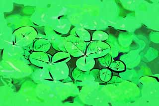 illust,tela,gratis,paisaje,fotografa,idea,pintura,Lpiz de color,dibujo,El trbol del un equipo, Hoja, Holandeses blancos, El gnero de trifolium, Trbol