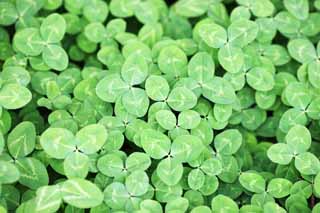 Foto, materiell, befreit, Landschaft, Bild, hat Foto auf Lager,Der Klee der einen Seite, Blatt, weies Hollndisch, Die trifolium-Gattung, Kleeblatt