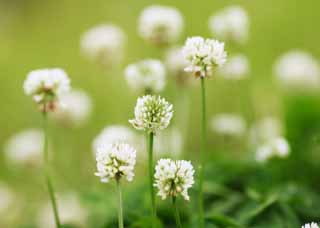 foto,tela,gratis,paisaje,fotografa,idea,Un holands blanco, Hoja, Holandeses blancos, Flor de loto de Pases Bajos, Trbol