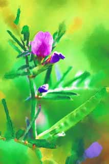 illustration,material,free,landscape,picture,painting,color pencil,crayon,drawing,A vetch, bean, Saya, Purplish red, weed