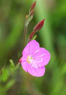 fotografia, material, livra, ajardine, imagine, proveja fotografia,Rosea de Oenothera Oenothera, Rosa, espcies naturalizadas, erva daninha, Eu estou bonito