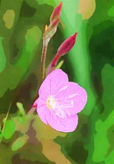 illust, materiell, befreit, Landschaft, Bild, Gemlde, Farbbleistift, Wachsmalstift, Zeichnung,,Oenothera rosea Oenothera, Rosa, eingebrgerte Spezies, Unkraut, Ich bin schn