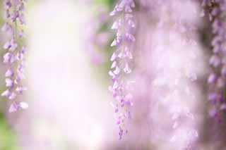 , , , , ,  .,wisteria trellis Byodo- , , ,  wistaria, 