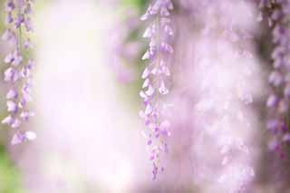 Foto, materiell, befreit, Landschaft, Bild, hat Foto auf Lager,Das Wisteriegitter von Byodo-in Tempel, Purpurrot, , Japanischer Wisterie, 