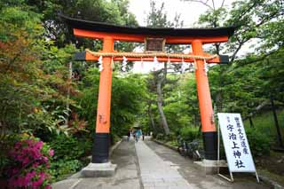Foto, materiell, befreit, Landschaft, Bild, hat Foto auf Lager,Es ist ein schintoistischer Schrein torii in Uji, torii, Schintoismus, Schintoistischer Schrein, Ein Ansatz zu einem Schrein