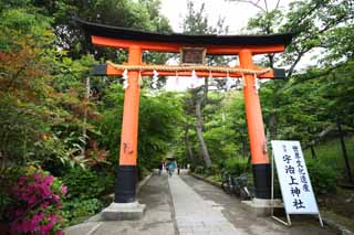 fotografia, materiale, libero il panorama, dipinga, fotografia di scorta, un torii di sacrario scintoista in Uji, torii, Scintoismo, Sacrario scintoista, Un approccio ad un sacrario