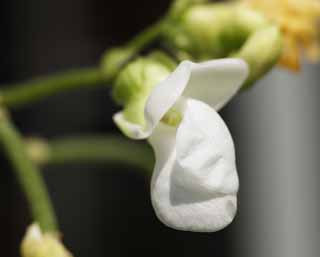 fotografia, material, livra, ajardine, imagine, proveja fotografia,A flor do feijo de haricot, Branco, Feijes roxos, , Legumes