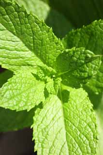 Foto, materiell, befreit, Landschaft, Bild, hat Foto auf Lager,Die Knospe des Pfefferminzes, Herb, Blatt, Gewrz, Sigkeiten