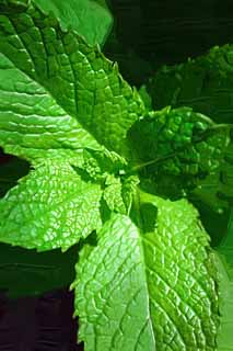 illust,tela,gratis,paisaje,fotografa,idea,pintura,Lpiz de color,dibujo,El botn del caramelo de menta, Herb, Hoja, Especia, Dulces