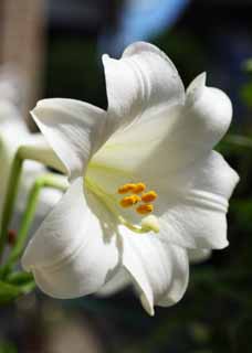 photo,material,free,landscape,picture,stock photo,Creative Commons,An Easter lily, An Easter lily, , lily, 