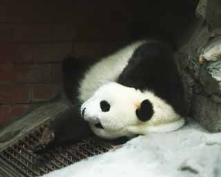 photo,material,free,landscape,picture,stock photo,Creative Commons,Giant panda, panda, , I am pretty, nap