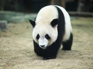 photo,material,free,landscape,picture,stock photo,Creative Commons,Giant panda, panda, , I am pretty, walk