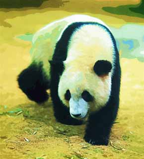 illust, , , , , ,  ,  , ., panda, panda, ,  , 