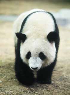 photo,material,free,landscape,picture,stock photo,Creative Commons,Giant panda, panda, , I am pretty, walk