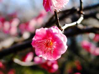 photo,material,free,landscape,picture,stock photo,Creative Commons,Red plum blossom, plum, red plum, , 