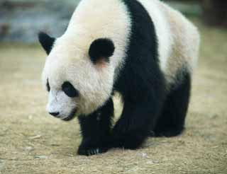 Foto, materieel, vrij, landschap, schilderstuk, bevoorraden foto,Reus panda, Panda, , Ik ben knap, Wandeling