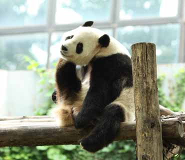 photo,material,free,landscape,picture,stock photo,Creative Commons,Giant panda, panda, , I am pretty, gesture