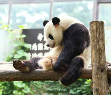 Foto, materieel, vrij, landschap, schilderstuk, bevoorraden foto,Reus panda, Panda, , Ik ben knap, Gebaar