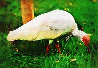 illust, materiell, befreit, Landschaft, Bild, Gemlde, Farbbleistift, Wachsmalstift, Zeichnung,,Ein japanischer crested-Ibis, Zeit, Japanischer crested-Ibis, , 