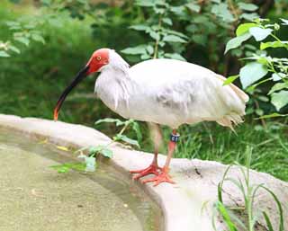 fotografia, materiale, libero il panorama, dipinga, fotografia di scorta,Un giapponese mun di cresta ibis, Tempo, I giapponesi munirono di cresta ibis, , 