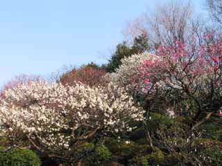 photo,material,free,landscape,picture,stock photo,Creative Commons,Plum tree garden, plum, blue sky, , 