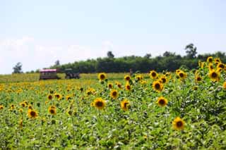 photo,material,free,landscape,picture,stock photo,Creative Commons,The sunflower of the one side, sunflower, , , 