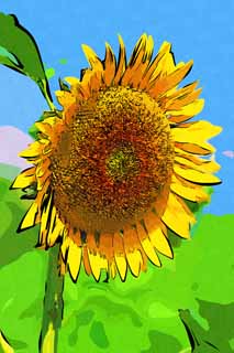 illustration,material,free,landscape,picture,painting,color pencil,crayon,drawing,A sunflower, sunflower, , , 