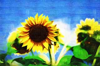 illust, matire, libre, paysage, image, le tableau, crayon de la couleur, colorie, en tirant,Un tournesol, tournesol, , , 