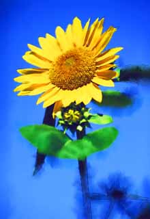 illustration,material,free,landscape,picture,painting,color pencil,crayon,drawing,A sunflower, sunflower, , , 