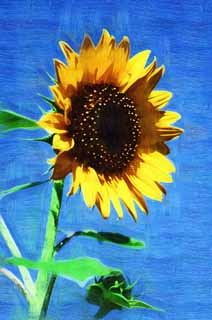 illustration,material,free,landscape,picture,painting,color pencil,crayon,drawing,A sunflower, sunflower, , , 