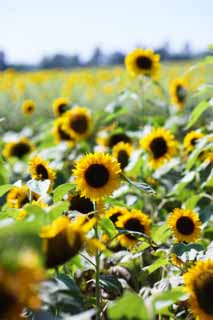 photo,material,free,landscape,picture,stock photo,Creative Commons,A sunflower, sunflower, sunflower, sunflower, sunflower