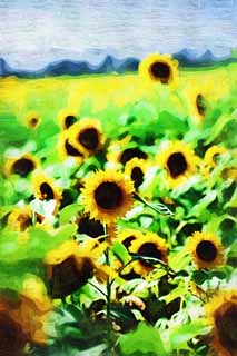 illust, materiell, befreit, Landschaft, Bild, Gemlde, Farbbleistift, Wachsmalstift, Zeichnung,,Eine Sonnenblume, Sonnenblume, , , 