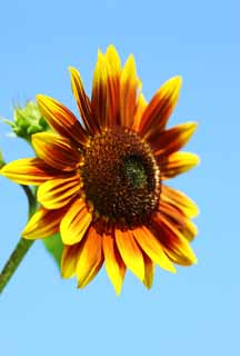 photo,material,free,landscape,picture,stock photo,Creative Commons,A sunflower, sunflower, , , 